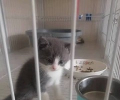 自家猫咪无病无癣